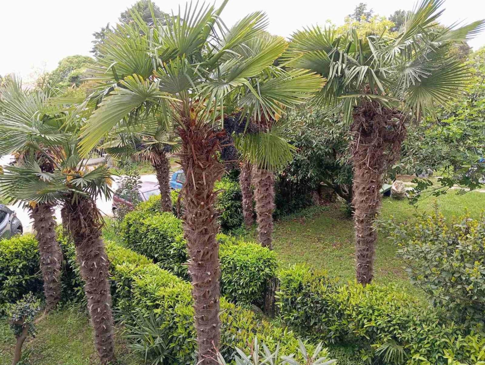 Maja Apartment Porec